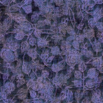 jersey - Lilas Roses noires