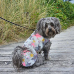 Thread Beetle - All-Weather Coat for Dogs